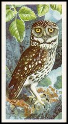 57BBBP 37 Little Owl.jpg